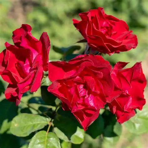 Emily Carr Red Rose