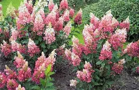Pinky Winkey Hydrangea