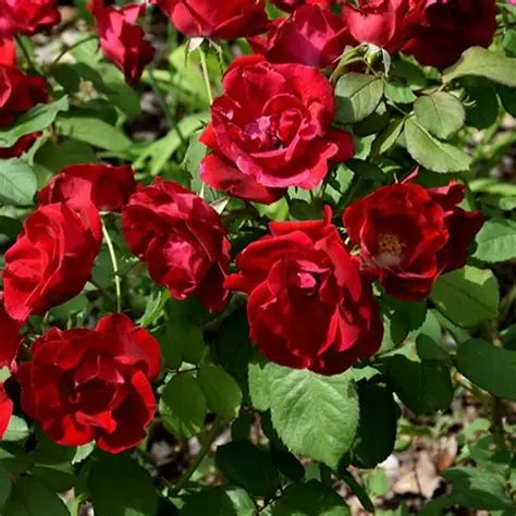 Emily Carr Red Rose