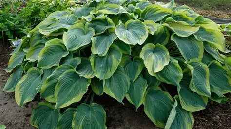 Earth Angel Hosta