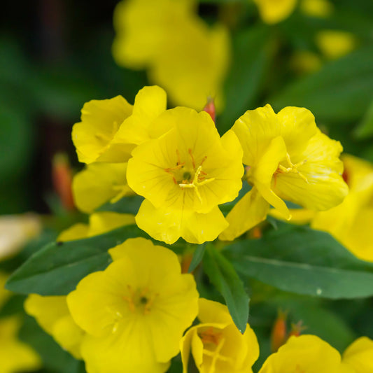 Ozark Sundrops