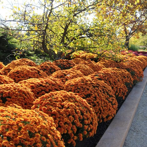 Chrysanthemum 'Morden Delight' Hardy Mum