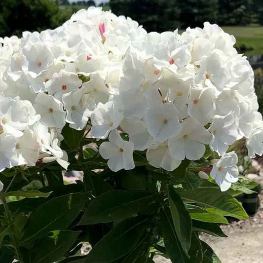Flame White Garden Phlox