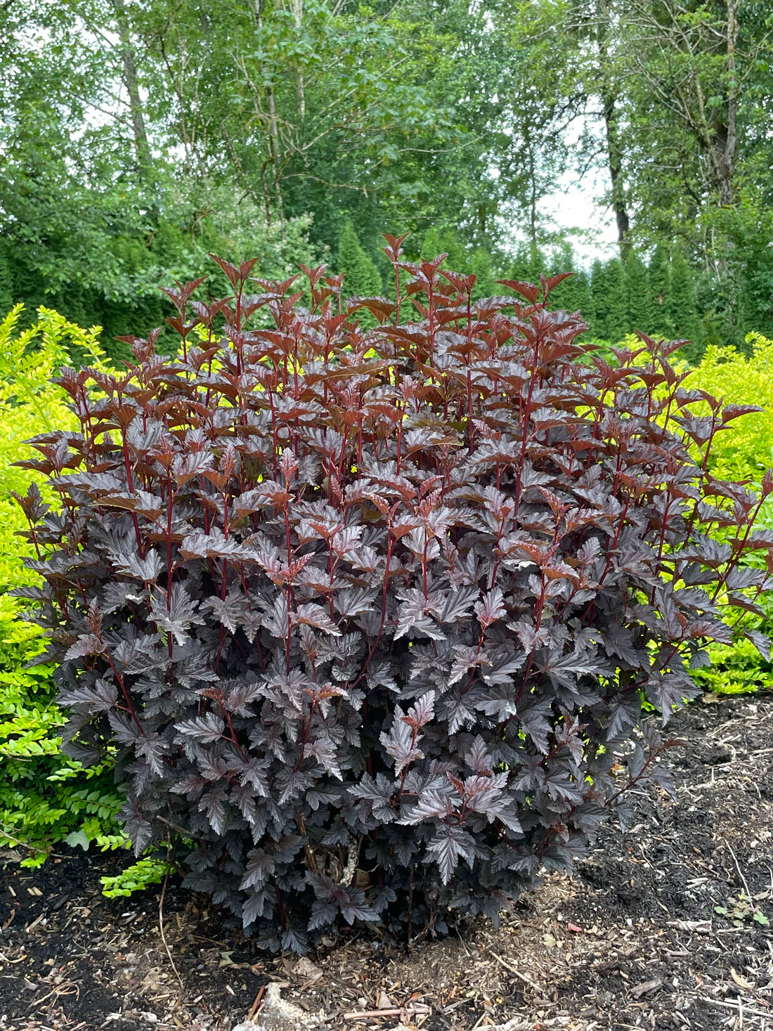 'Panther' Ninebark