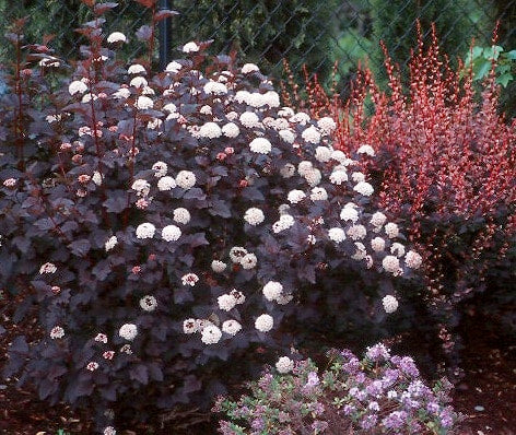 'Diabolo' Ninebark