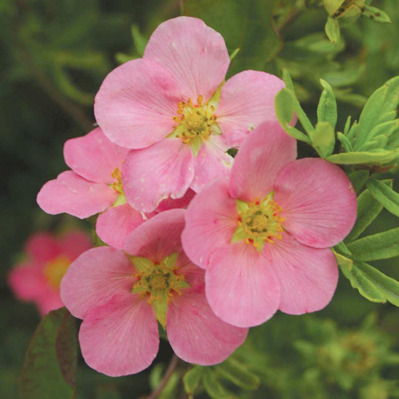 Potentilla - 'Pink Beauty'