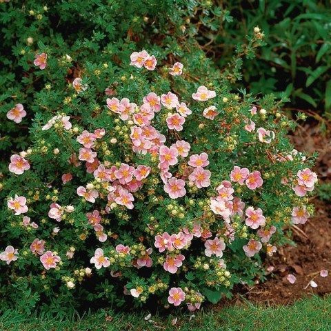 Potentilla - 'Pink Beauty'