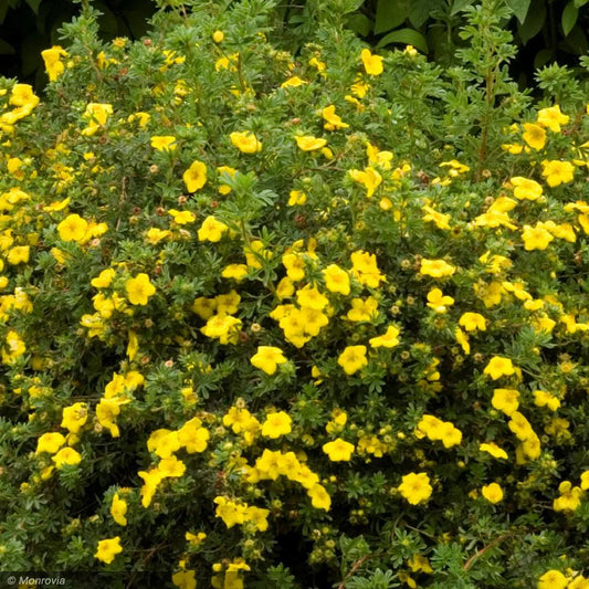 Potentilla - 'Goldfinger'