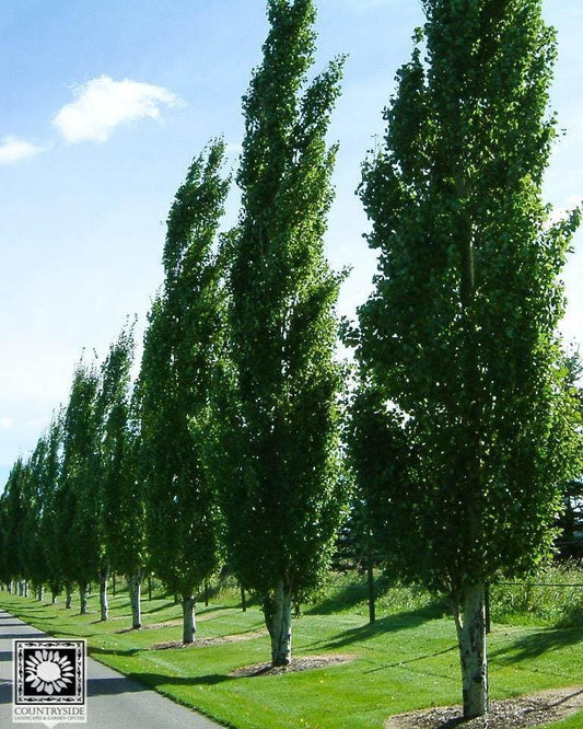 'Prairie Sky' Poplar Rooted Plugs (25 trees per bag)