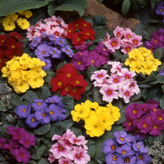 'Wanda' Primrose