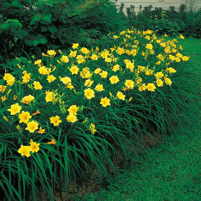 'Stella de Oro' Daylily Yellow