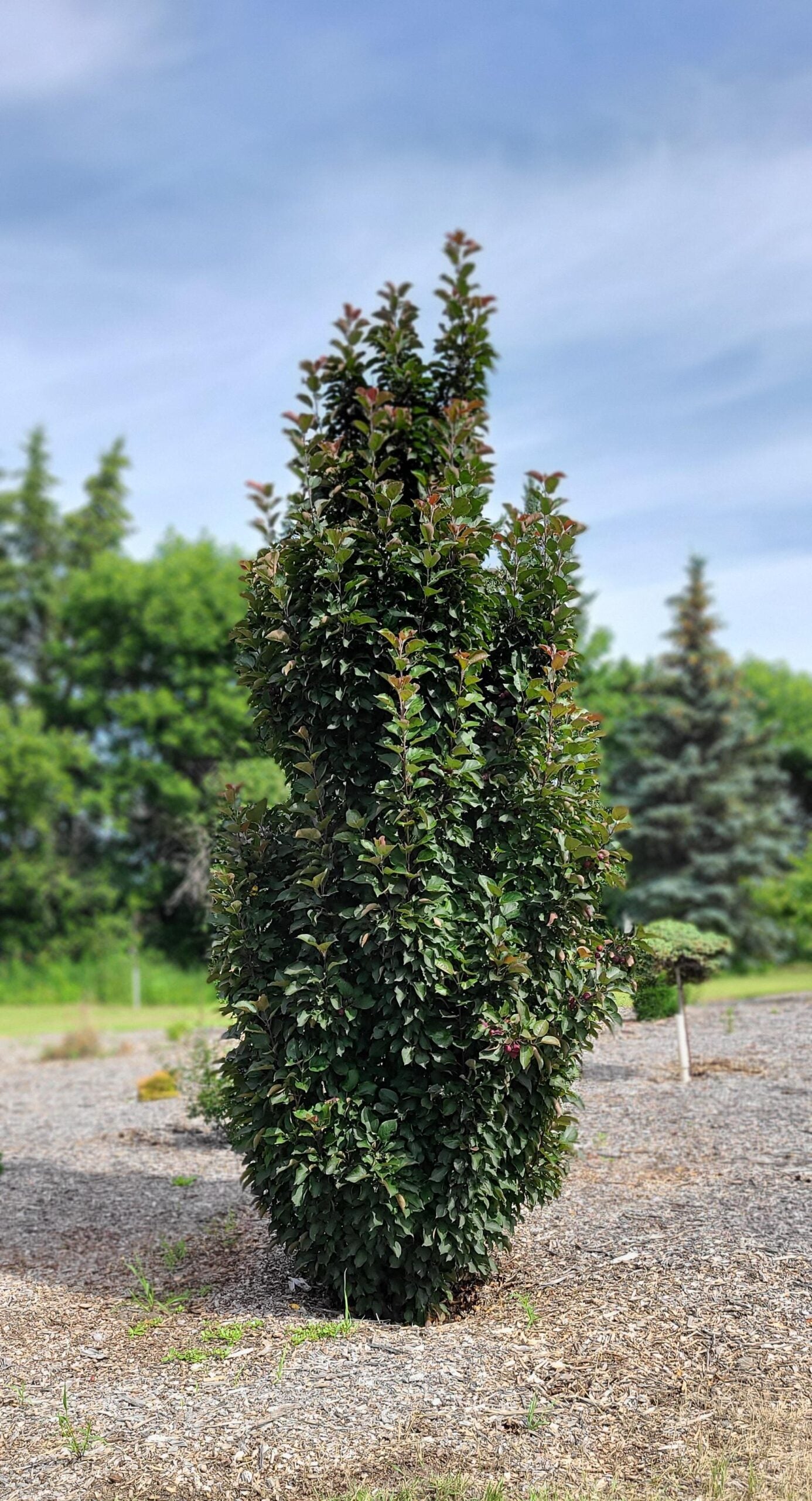 'Purple Spire' Flowering Crab (Jefspire)