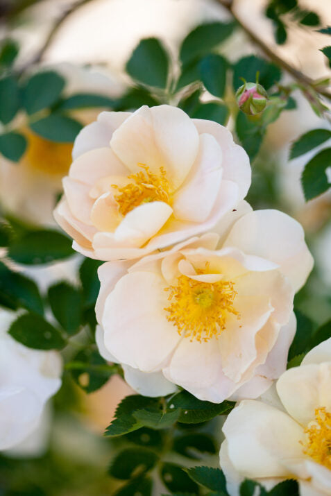 'Above and Beyond' Climbing Rose