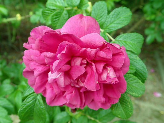 'Hansa' Rugosa Rose