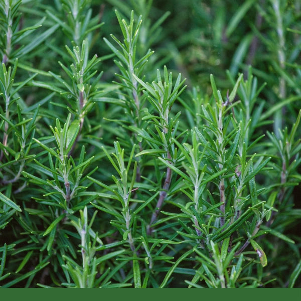 Rosemary