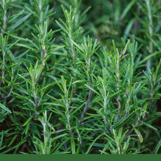 Rosemary