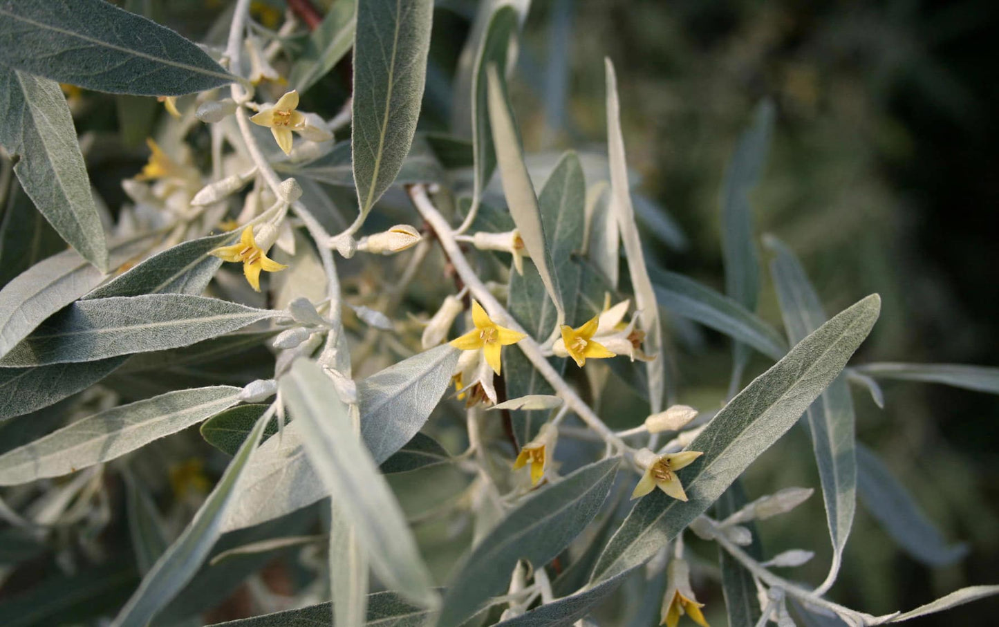 Russian Olive