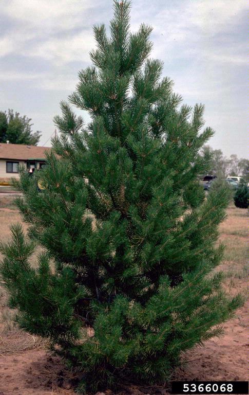 'Scot's' Pine Rooted Plugs (25 trees per bag)