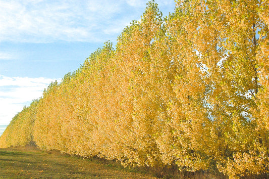'Assiniboine' Poplar Rooted Plugs (25 trees per bag)
