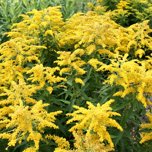 'Little Miss Sunshine' Goldenrod