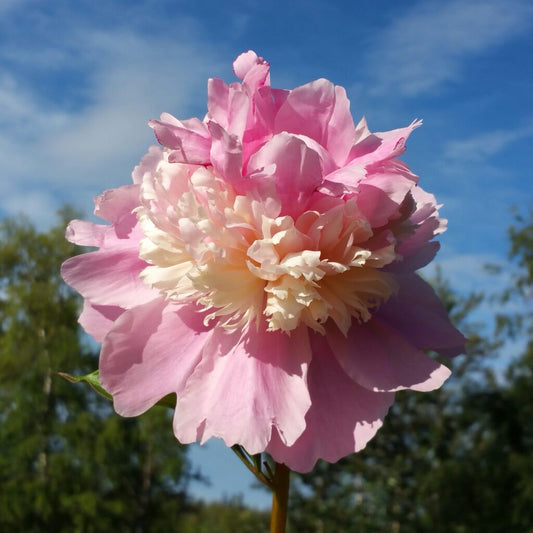 'Sorbet' Peony Pink, White, Gold