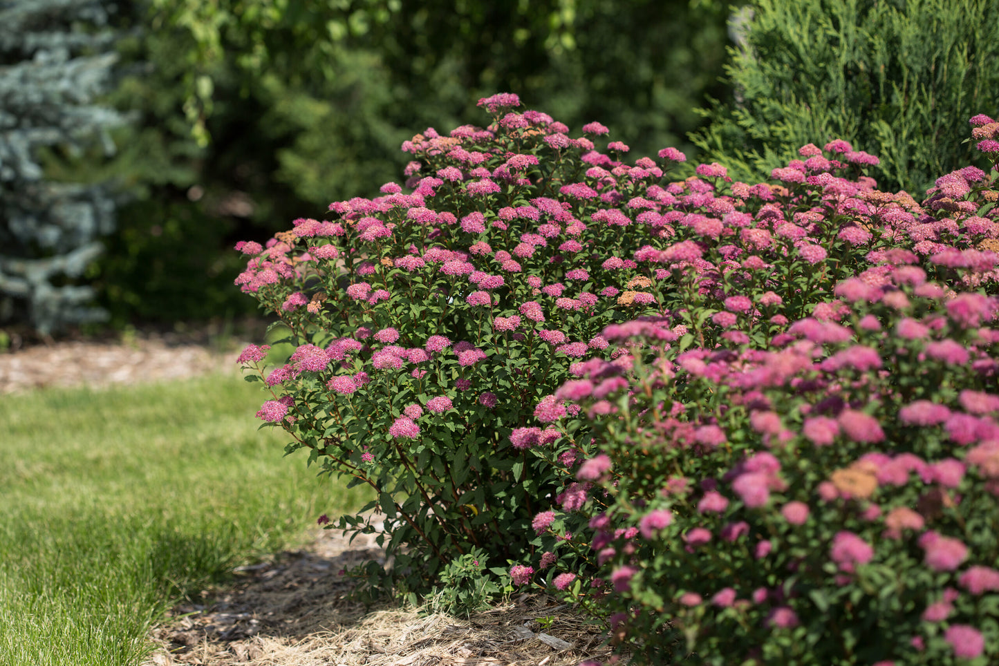 Spiraea 'Superstar'