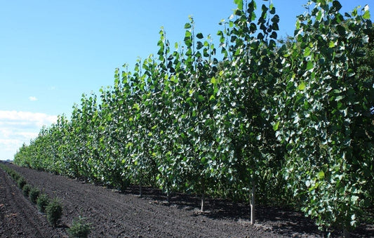 'Sundancer' Poplar Rooted Plugs (25 trees per bag)