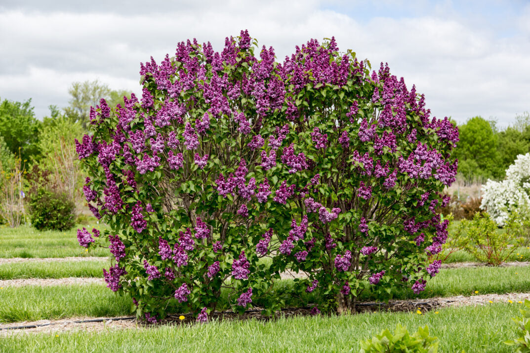 'Virtual Violet' Lilac