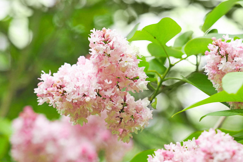 'Beauty of Moscow' French Lilac