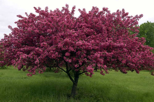 'Thunderchild' Flowering Crab