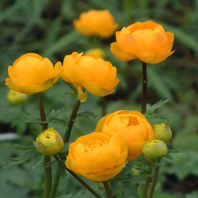 'Orange Princess' Globe Flower