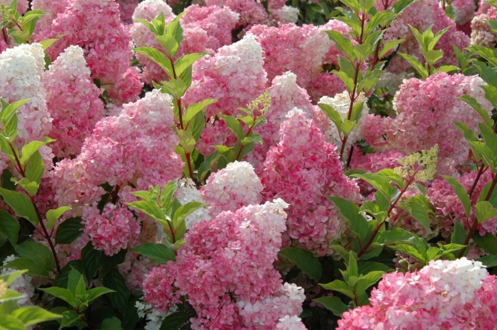 Hydrangea 'Vanilla Strawberry'