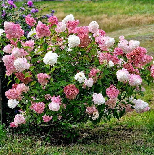 Hydrangea 'Vanilla Strawberry'