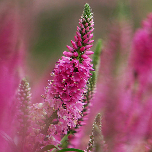 'Bubblegum Candles' Speedwell