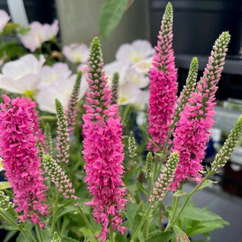 'Bubblegum Candles' Speedwell