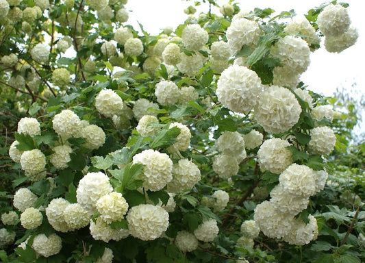 Common Snowball