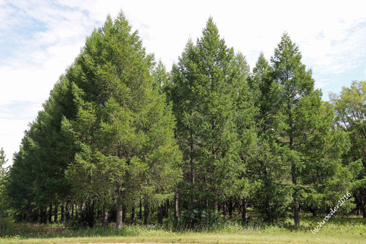 Siberian Larch 2 gal