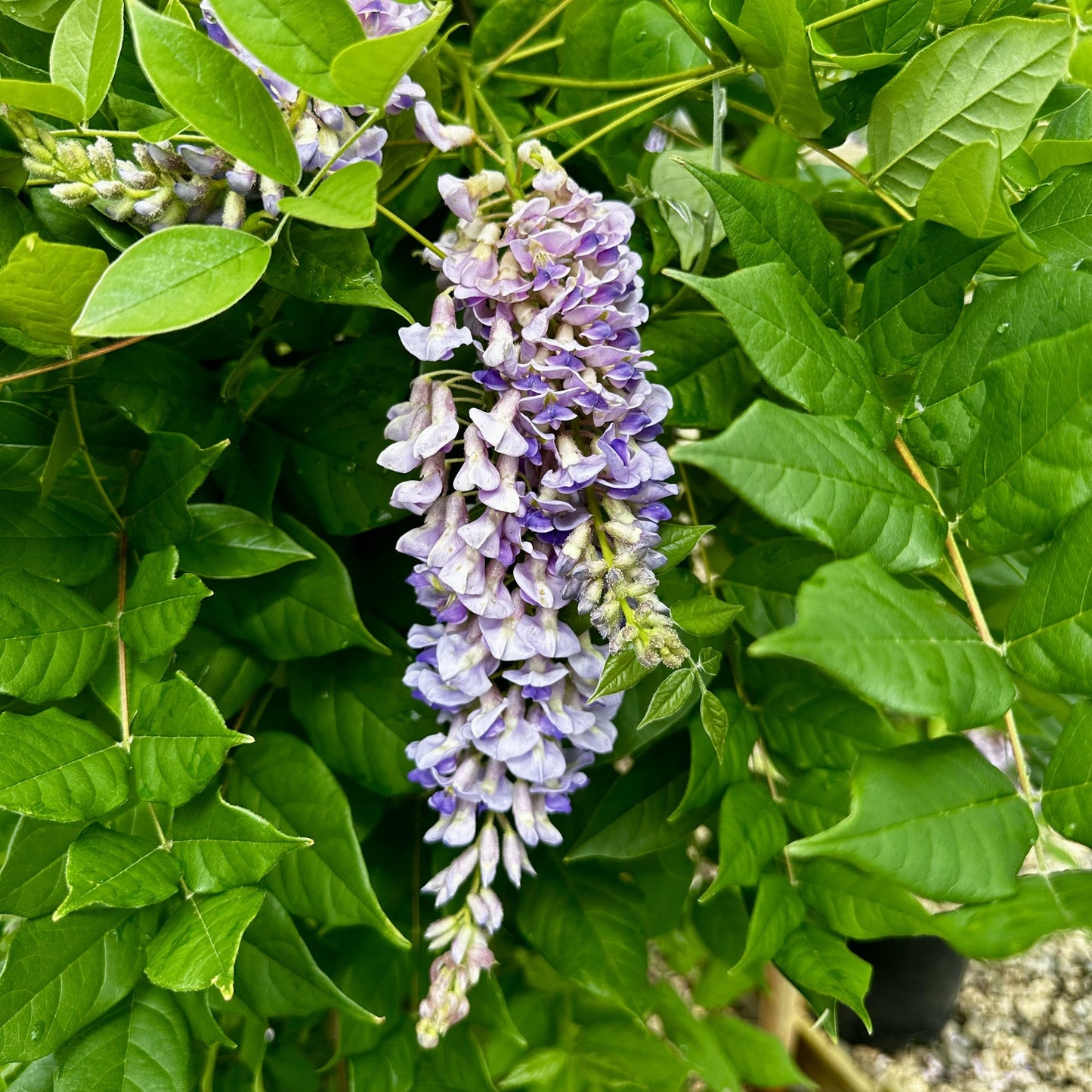 Wisteria - 'Blue Moon'