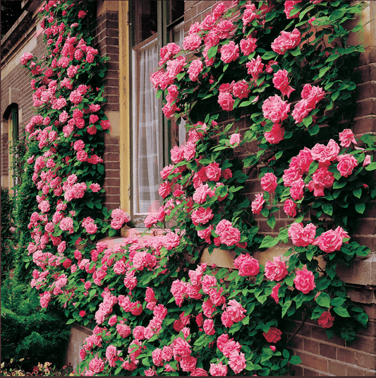 'John Cabot' Climbing Rose