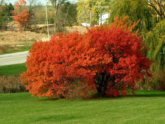 Amur Maple Shrub
