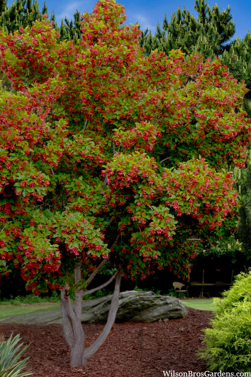 'Hot Wings' Tatarian Maple