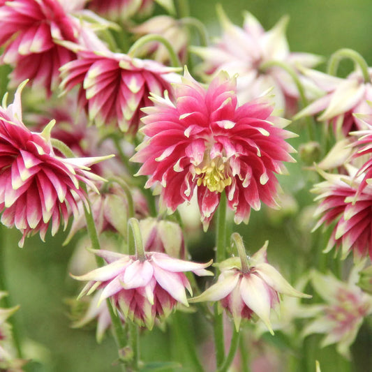 'Nora Barlow' Columbine