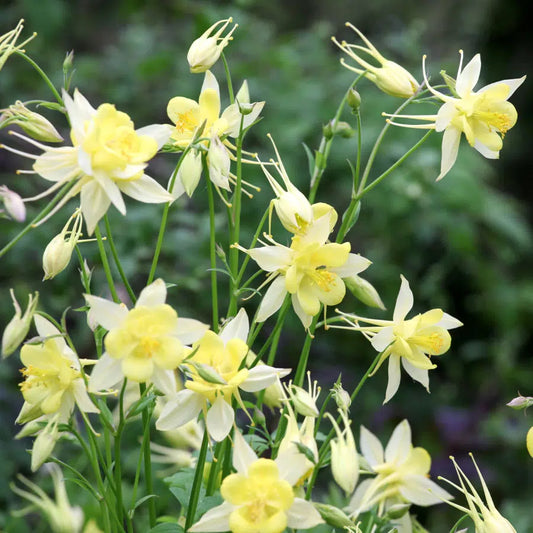 'Yellow Queen' Columbine