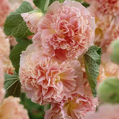 'Peaches N Dreams' Hollyhock