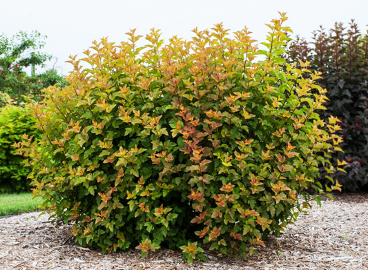 'Amber Jubilee' Ninebark