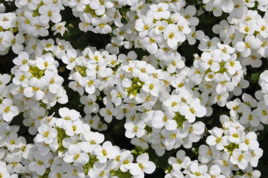 'Snowcap' Rockcress