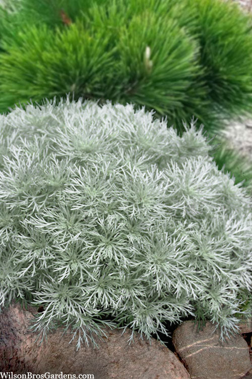 Artemisia 'Silver Mound'