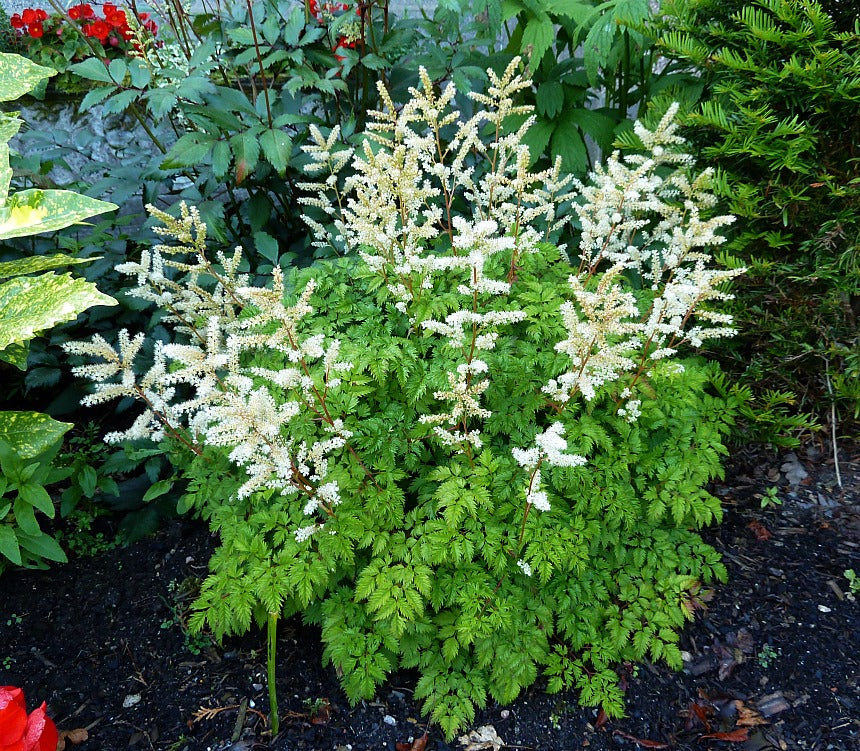 Dwarf Goatsbeard
