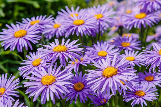 'Dark Beauty' Blue Aster