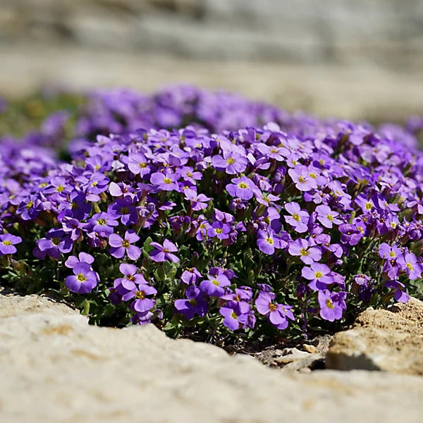 'Blue Carpet' Rockcress